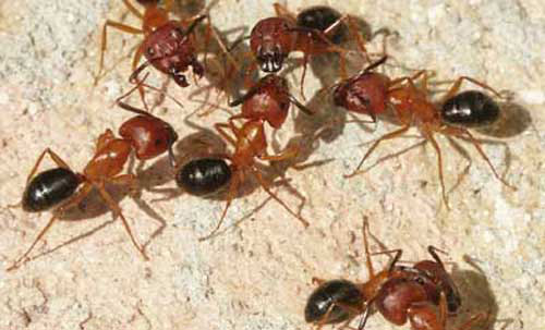 Ants Pest Control Service 