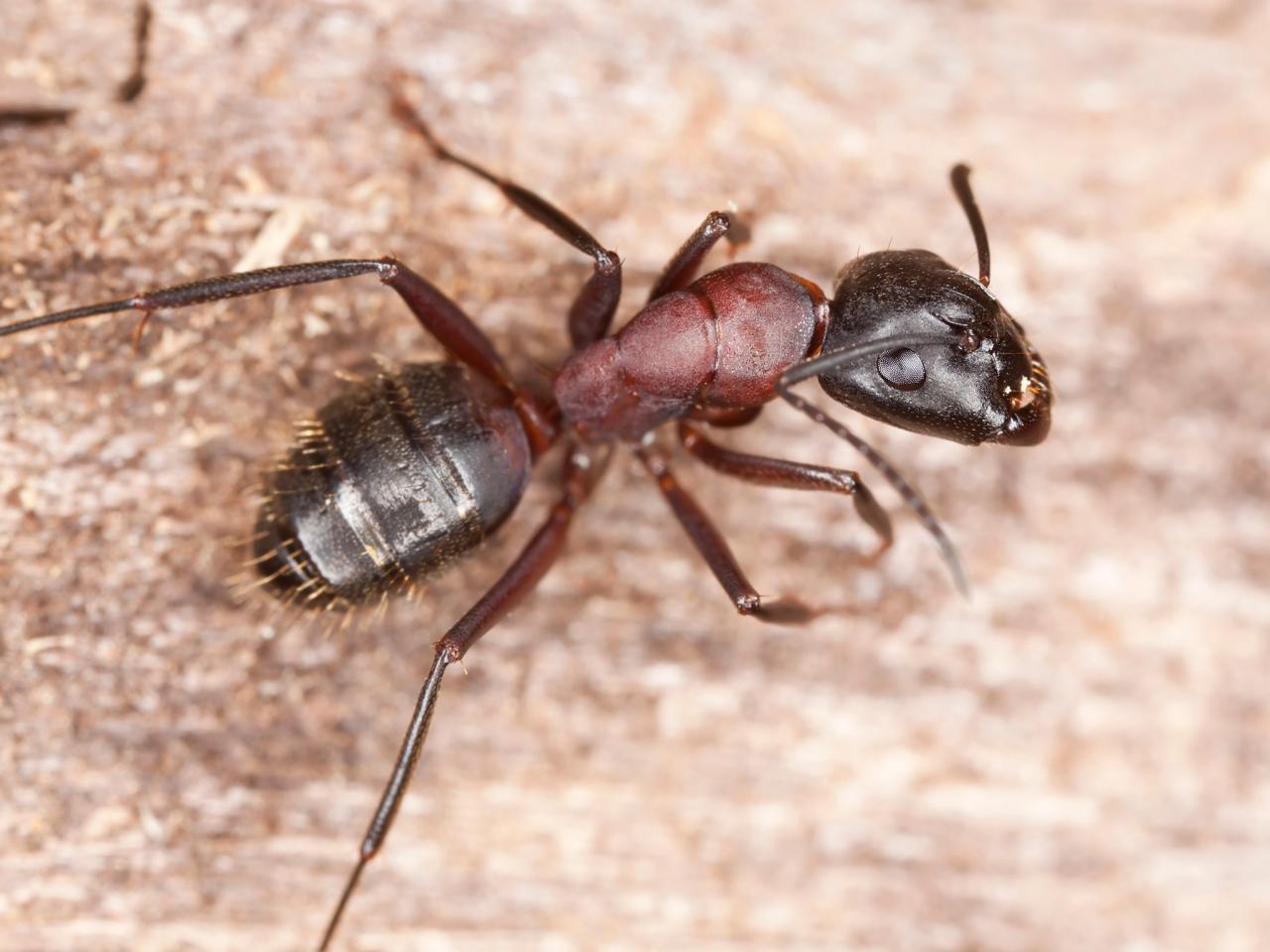 Carpenter Ant Control 