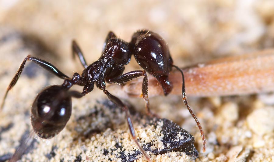 Ant pest control