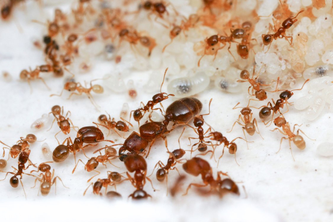 Ants Pest Control 