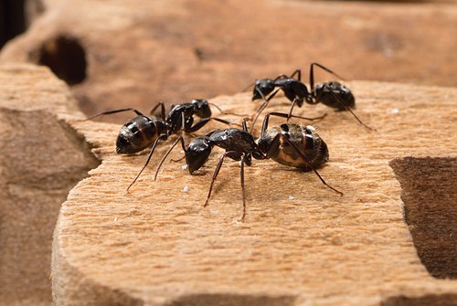 Ant control services